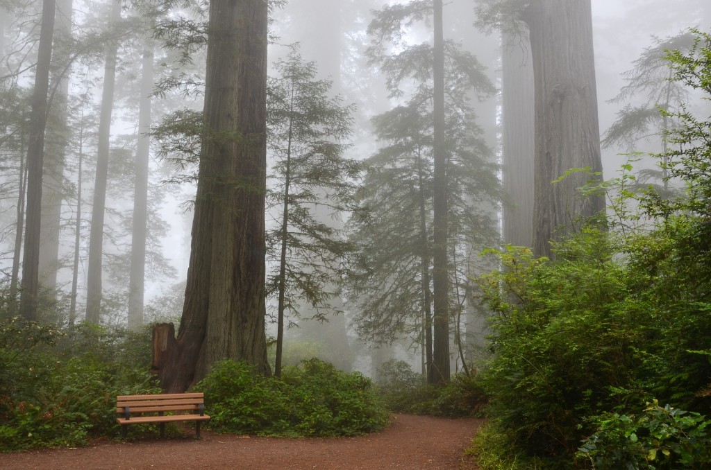 Fog shrouded sequoias offer a peaceful place for visitors to rest in California's Sequoia National Forest.